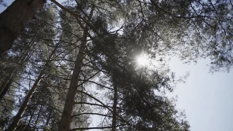 Sun rays through tree branches on a sunny day, camera movement Stock Footage 306147556
