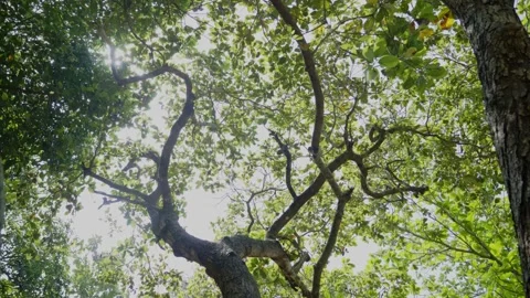 Sun Rays Through Tree Branches Low Angle Cinematic Shot 스톡 동영상 333077679