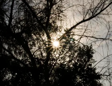 Sun rays through tree branches Stock Photos