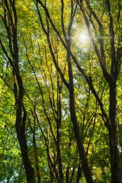 Sun rays through tree branches in a foliar forest Stock Photos