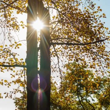 Sun rays through tree branches in a foliar forest Foto stock