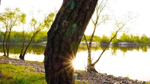 Sun rays through a tree. The camera is moving down. Against the background of Stock Footage 76758647