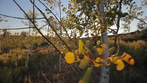 Sun Rays Through Tree Vidéo 8986405