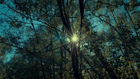 Sun rays through tree Stock Footage 89572839