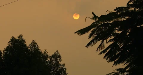 Sun Rays Through Tree Stock Footage 288099707