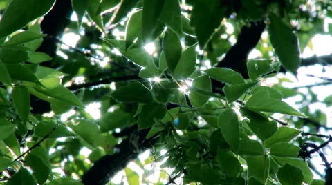 Sun Rays Through Tree Leaves Stock Footage 63569701