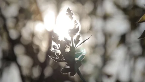 Sun Rays Through Tree Leaves Stock Footage 70282245