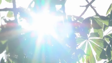Sun Rays Through Tree Leaves Stock Footage 75798978