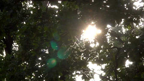 Sun Rays Through Tree Leaves Stock Footage 97999650