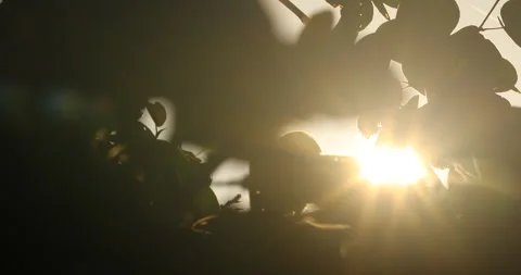 Sun Rays Through Tree Leaves Stock Footage 290297547