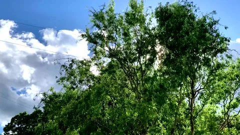 Sun rays through tree leaves with glare. Stock Footage 336026130