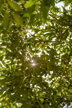 Sun rays through tree leaves in the forest Stock Photos