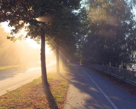 Sun rays through tree next to a road Stock Photos