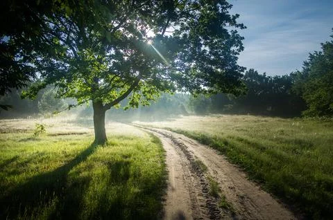 Sun Rays Through Tree over Country Dirt Road 스톡 사진