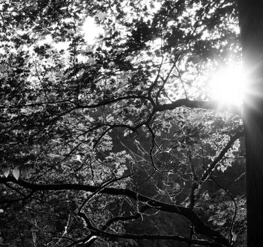 Sun rays through tree Stock Photos