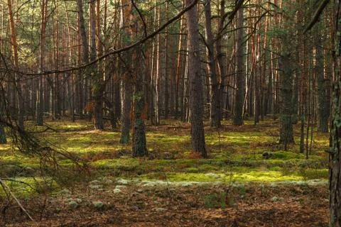 Sun rays through tree in a pine forest Stock Photos