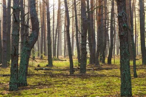Sun rays through tree in a pine forest Stock-Fotos