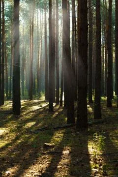 Sun rays through tree in a pine forest Stock Photos