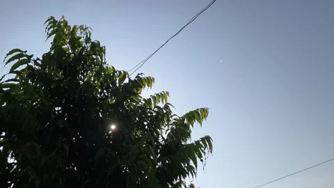 Sun Rays Through Tree Silhouette | Beautiful Sky and Nature Background 스톡 동영상 316769732