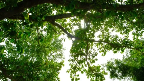 Sun rays through the tree. Tree and sun rays. The sun's rays inside the tree. Stock Footage 197572201