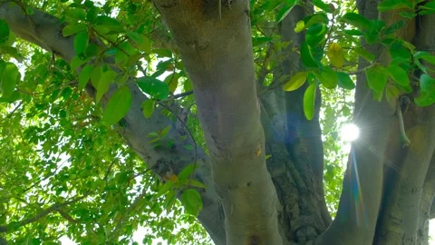 Sun rays through the tree. Tree and sun rays. Stock Footage 197580810