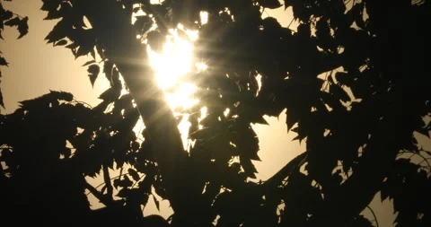 Sun Rays Through Tree trunk 스톡 동영상 288156195