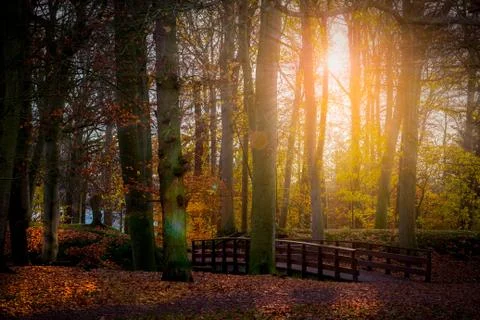 Sun rays through the tree trunks autumn season park Stock Photos