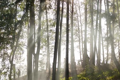 Sun rays through the trees and people Stock Photos
