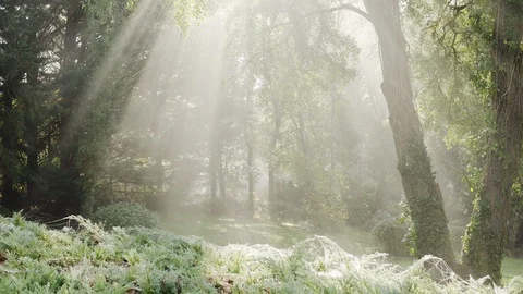 Sun Rays through Trees in a Cold Morning Stock Footage 105416440