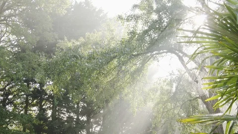 Sun Rays through Trees in a Cold Morning Stock Footage 105416797