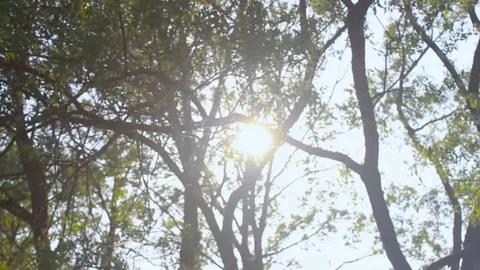 Sun rays through the trees in daytime Video stock 89923174