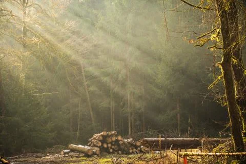 Sun rays through the trees in foggy forest. Path through the forest Stock Photos