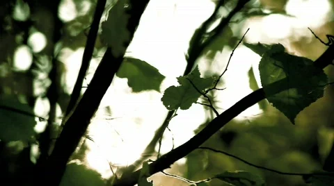 Sun Rays Through Trees  Video stock 570073