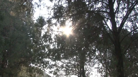Sun rays through the trees Vidéo 33743576