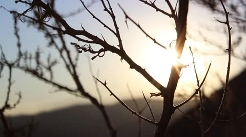 Sun rays through the trees Stock Footage 40418551