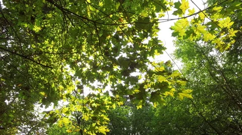 Sun rays through the trees Video stock 66453000