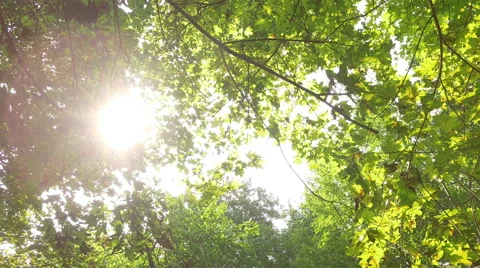 Sun rays through the trees Video stock 66454649