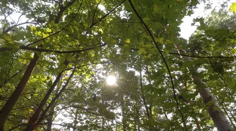 Sun rays through the trees Vídeos de archivo 66455017