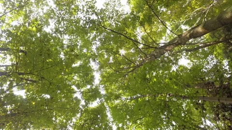 Sun rays through the trees 库存影片 66455306