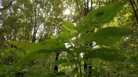 Sun rays through the trees Stock Footage 66455554