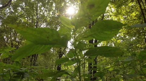 Sun rays through the trees 库存影片 66455813