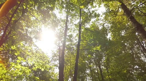 Sun rays through the trees 库存影片 66456056