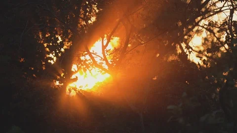 Sun rays through the trees Stock Footage 100646185