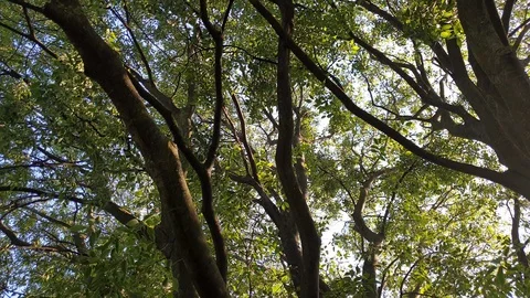Sun rays through trees Stock Footage 128139769