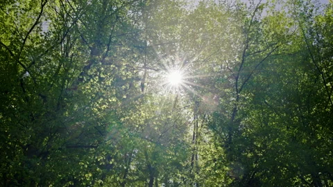 Sun rays through the trees. Stock Footage 153651623