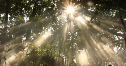 Sun Rays Through Trees Stock Footage 167368144