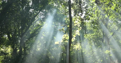 Sun Rays Through Trees Stock Footage 167531493