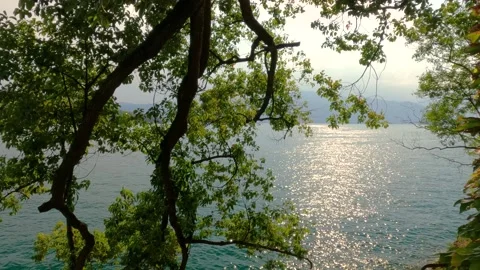 Sun rays through trees Stock Footage 219589700