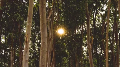 Sun Rays Through Trees Stock Footage 272506968