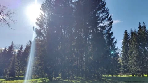 Sun rays through the trees Video stock 274792762